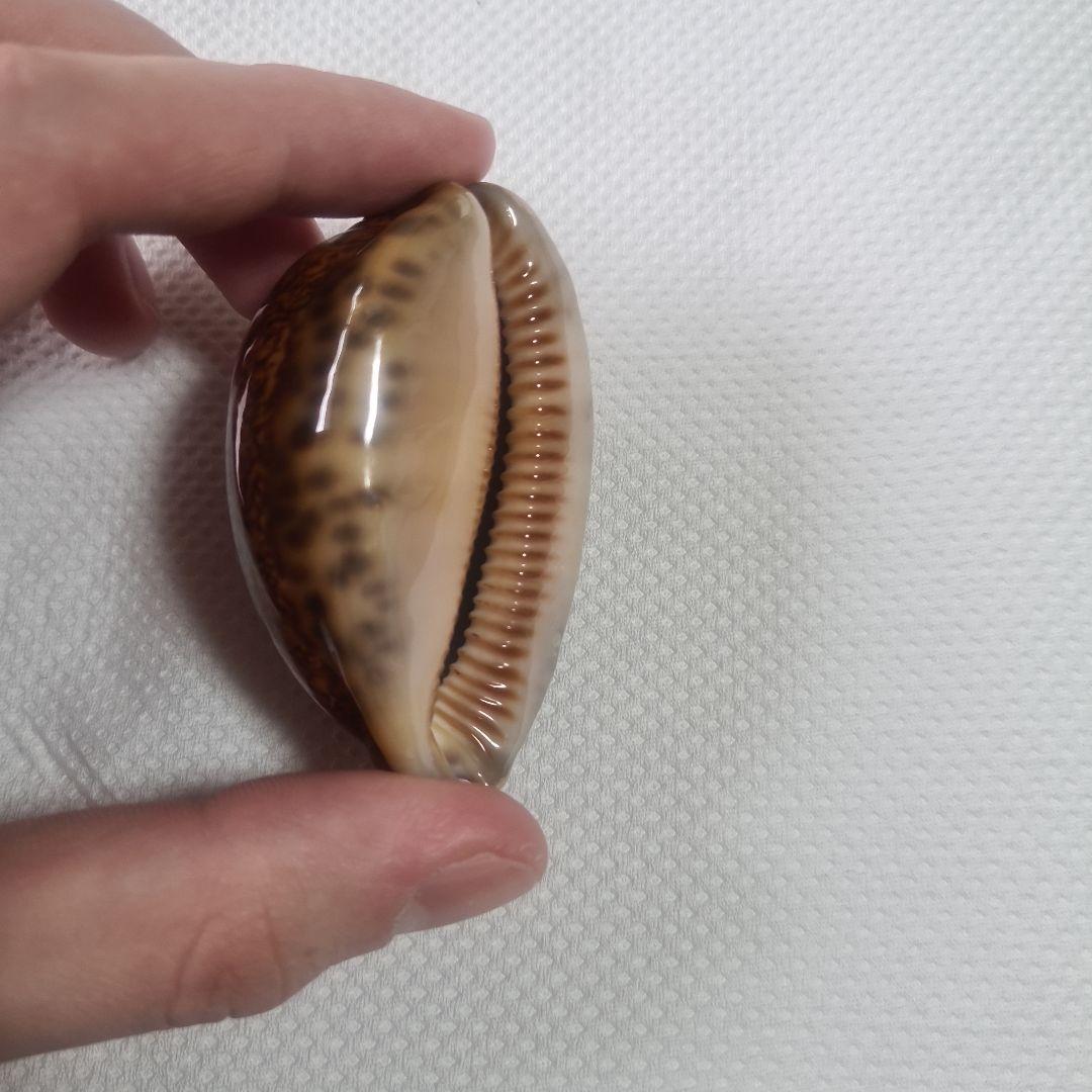 タカラガイ 貝殻 Histrio Rusty