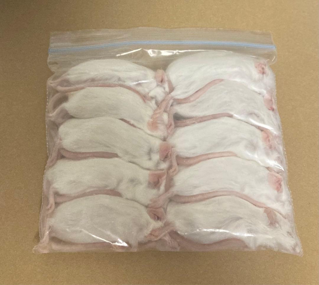 【即購入OK！】国産冷凍マウスアダルトLL50匹入@地域限定