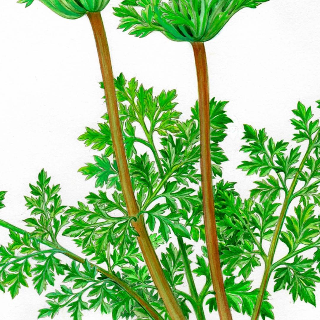 【絵画】ボタニカルアート　「アネモネ」原画