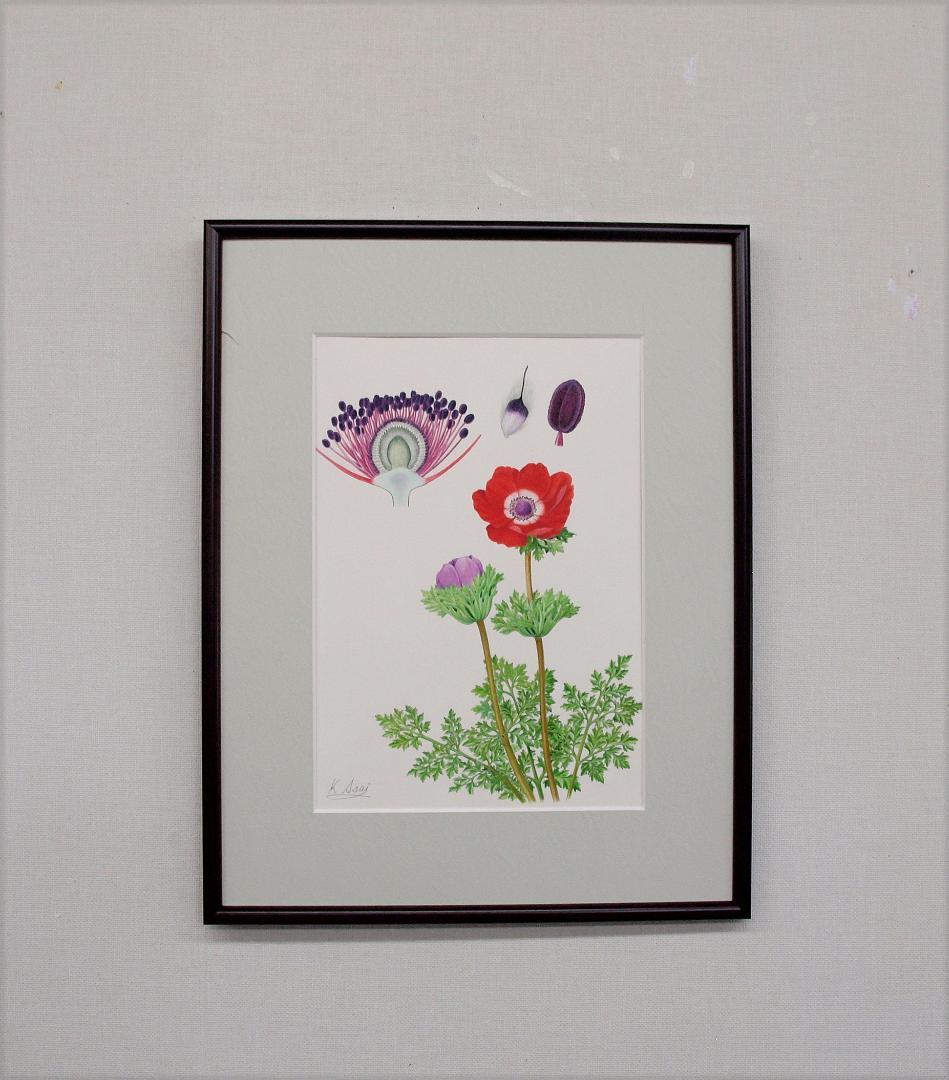 【絵画】ボタニカルアート　「アネモネ」原画