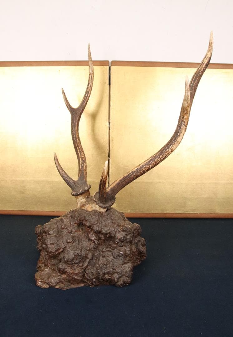 KS　刀掛け　鹿角 刀掛台 天然瘤木台座 　幅約45㎝ 高さ約60㎝