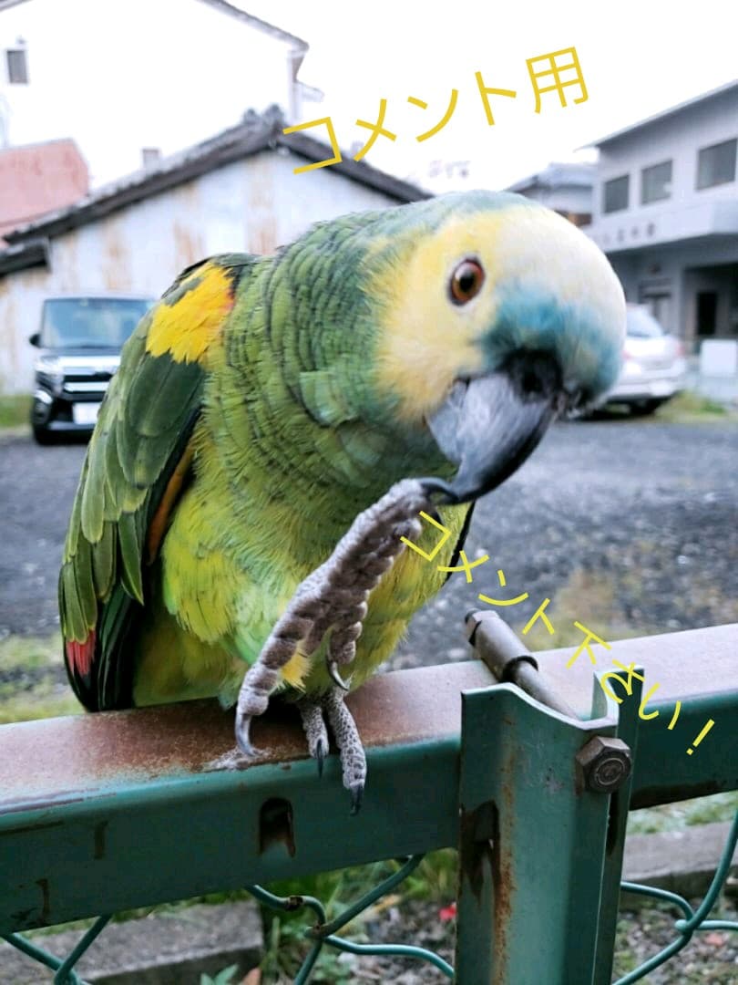 オウムスタンド&インコスタンド&止まり木