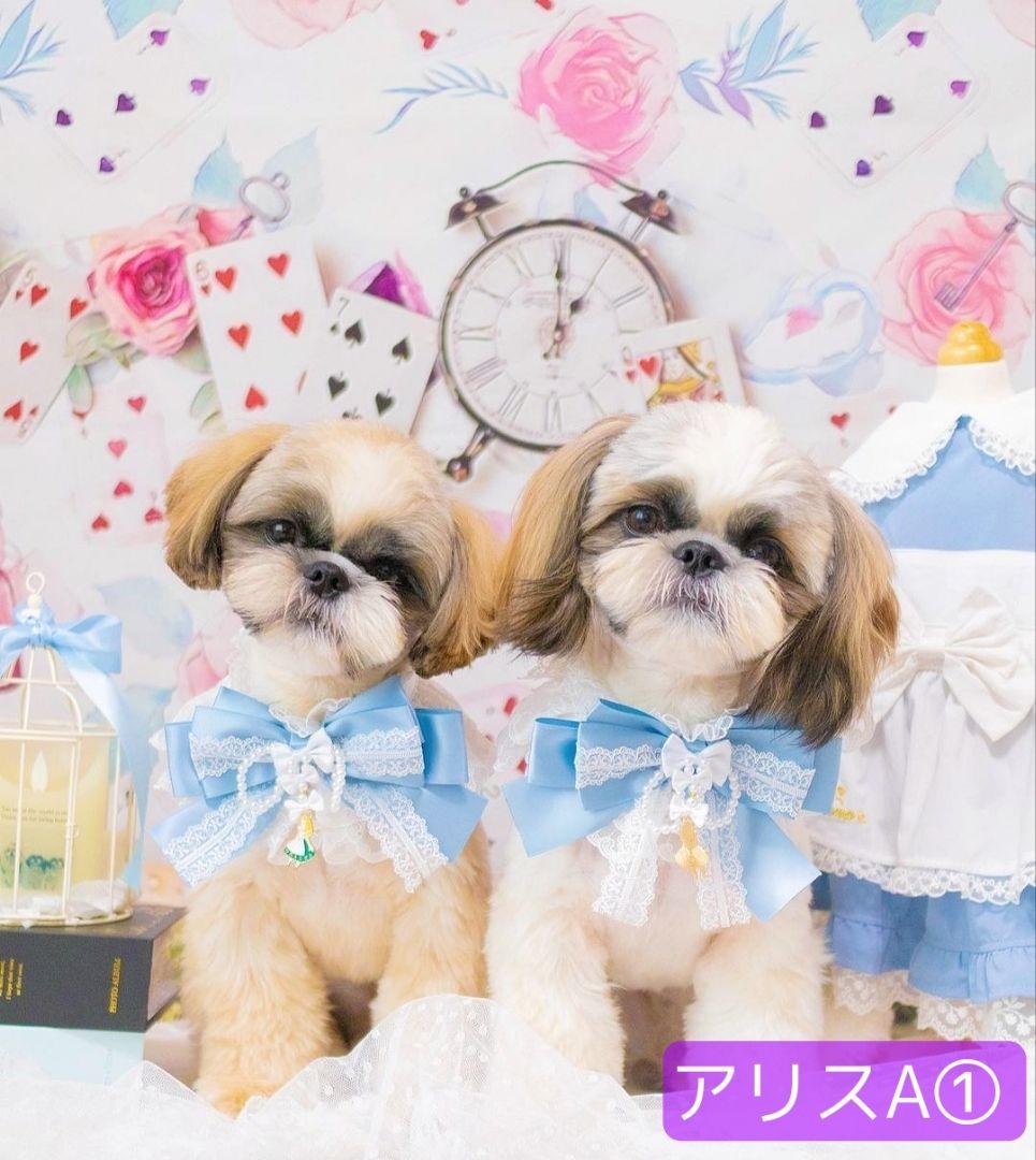 背景布【イースターCA】サンプル80×120cm　4月　ペット撮影用フォトブース