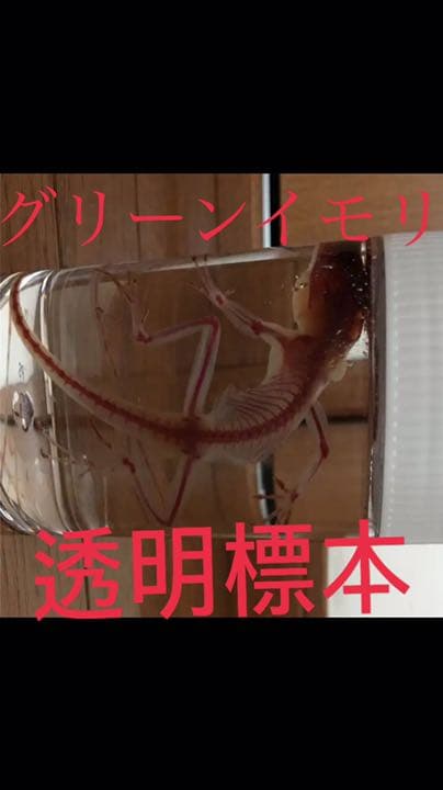 グリーンイモリ 透明標本