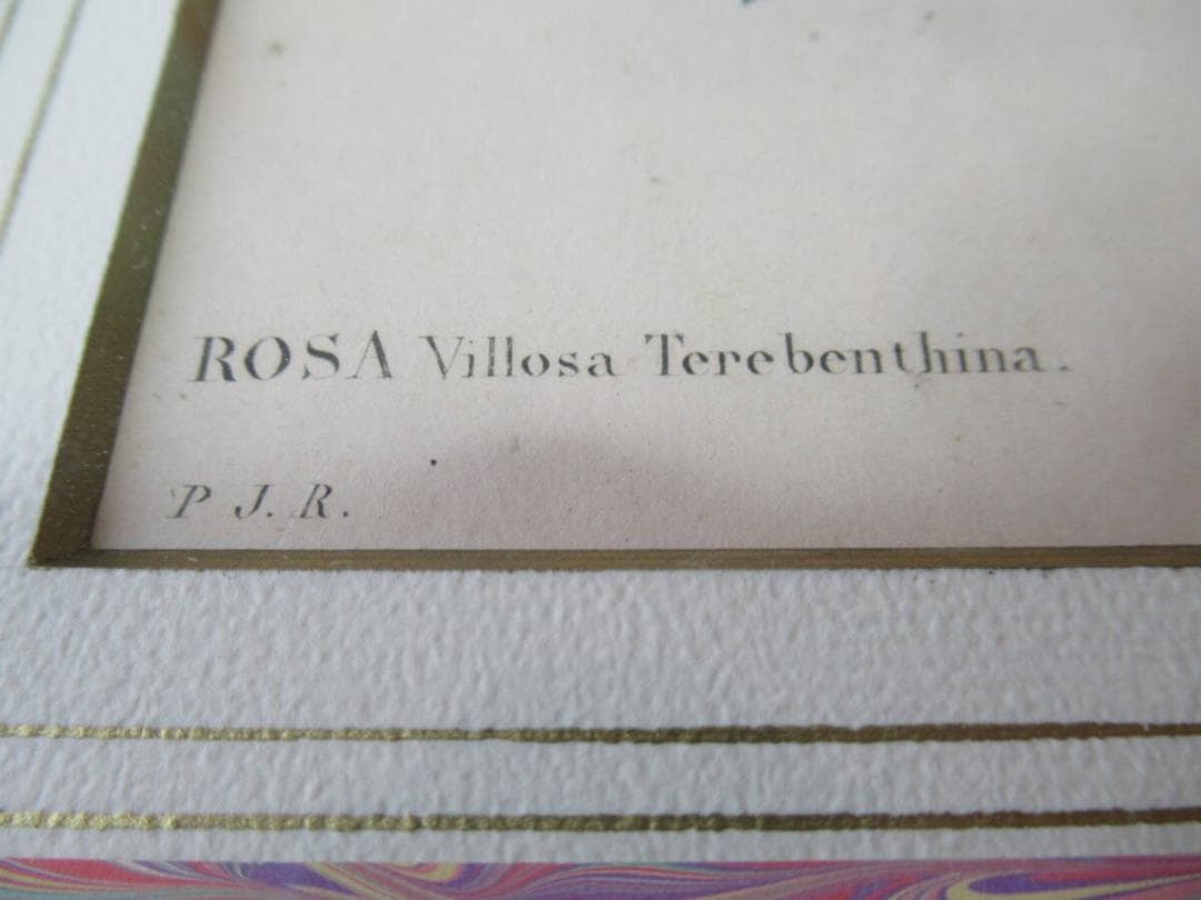 美品 三越発売 定価3万額装◆1835年 ルドゥーテ バラ図譜 ボタニカルアート