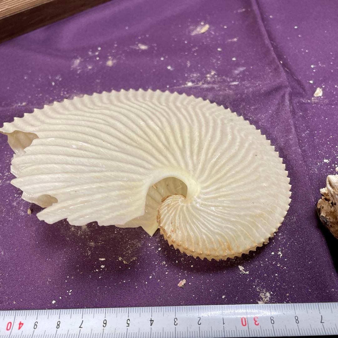 大型　オブジェ