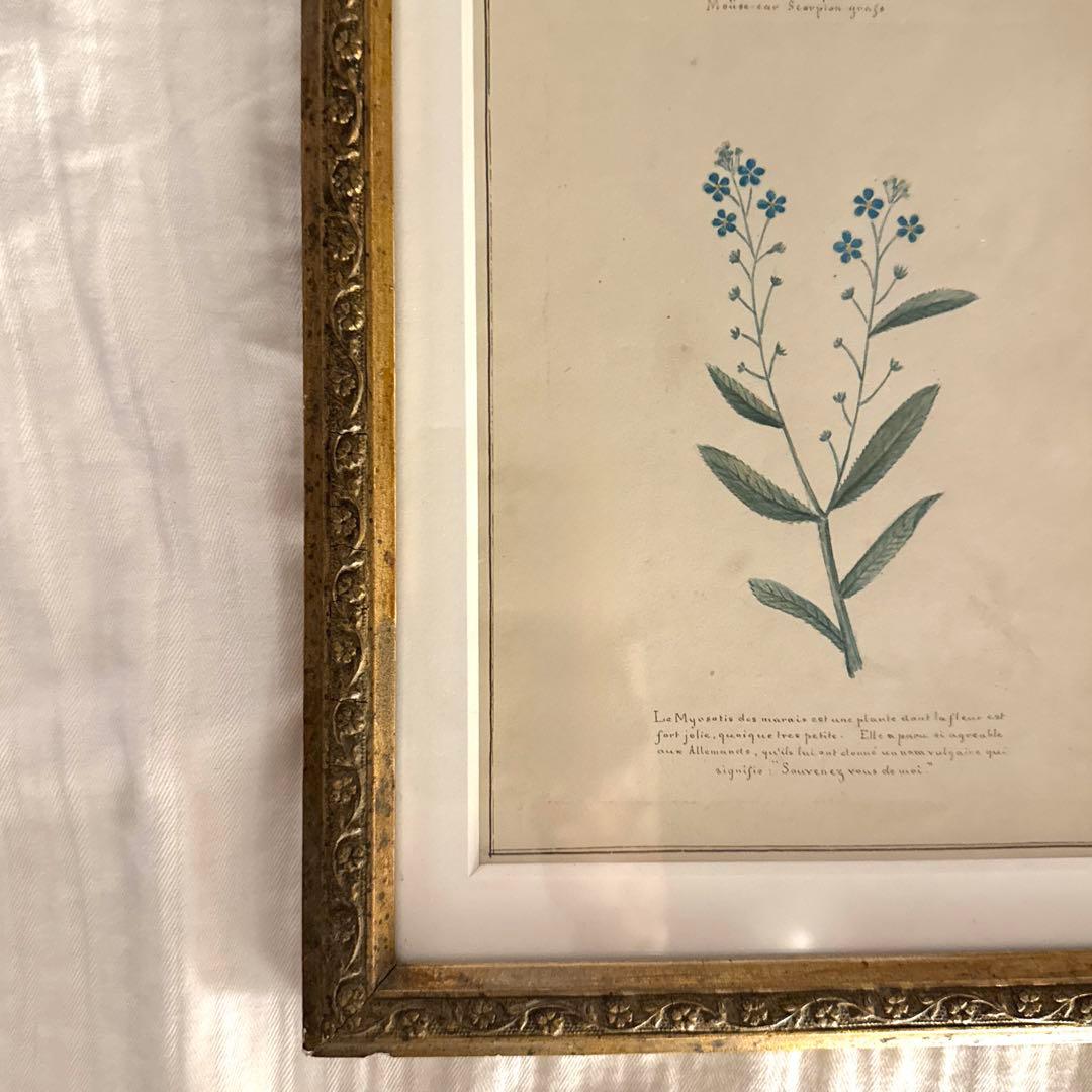 植物画 金色フレーム付き アンティーク