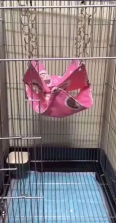 モモンガハウス（ひよ子のパン柄）  冬・春・秋仕様  ラビットボア   ポーチ