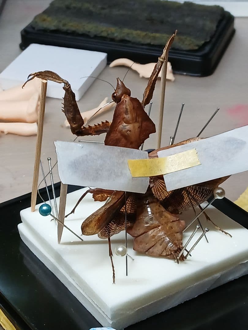 マオウカレハカマキリ ♀ 立体標本　魔王枯葉