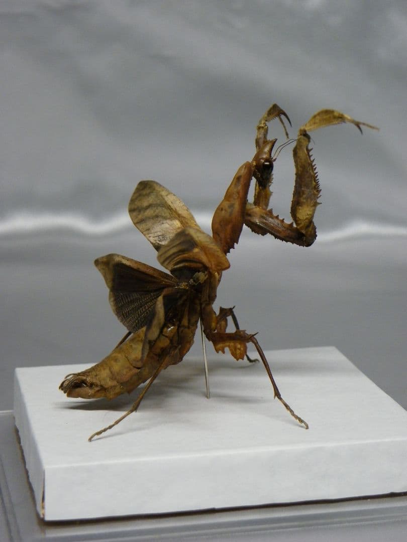 マオウカレハカマキリ ♀ 立体標本　魔王枯葉