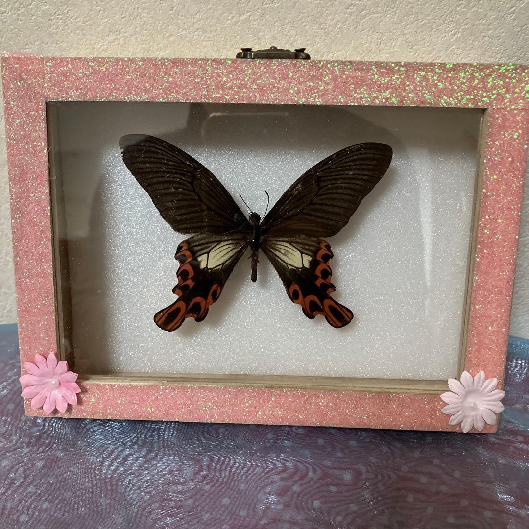 台湾フトオアゲハ