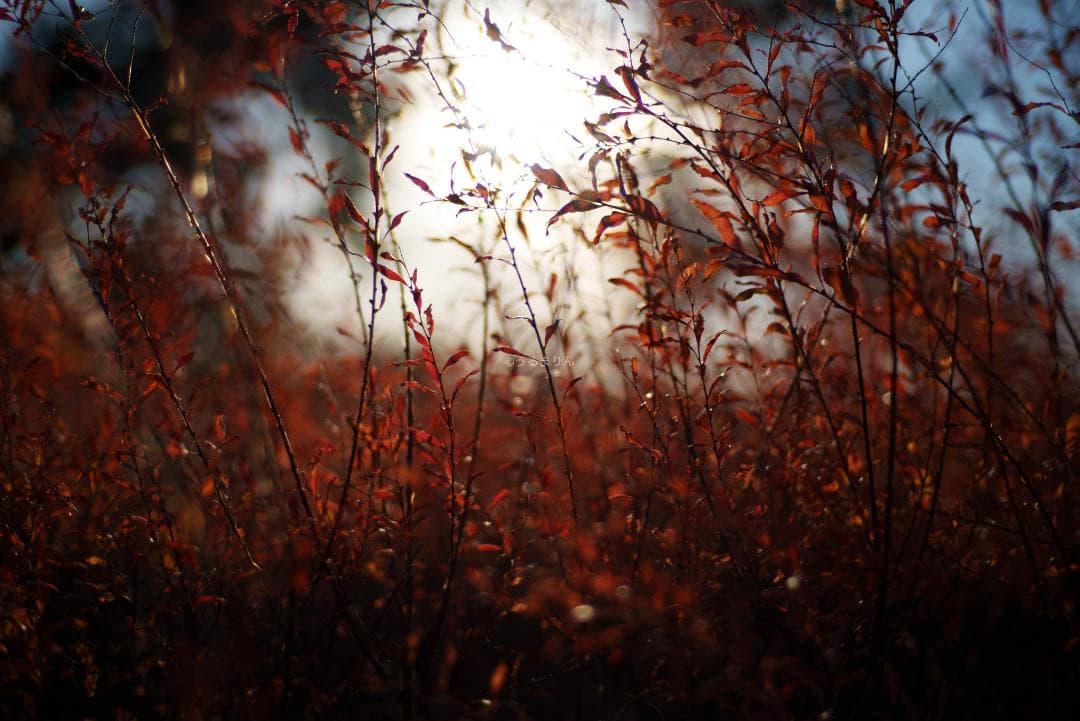 新品同様！Zeiss C Sonnar 50mm F1.5 ZM ライカM