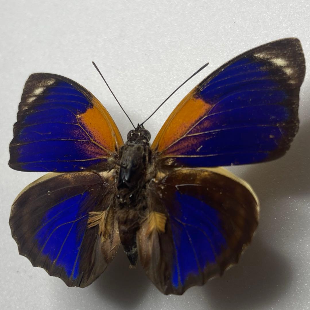 agrias phalcidon fournierae標本