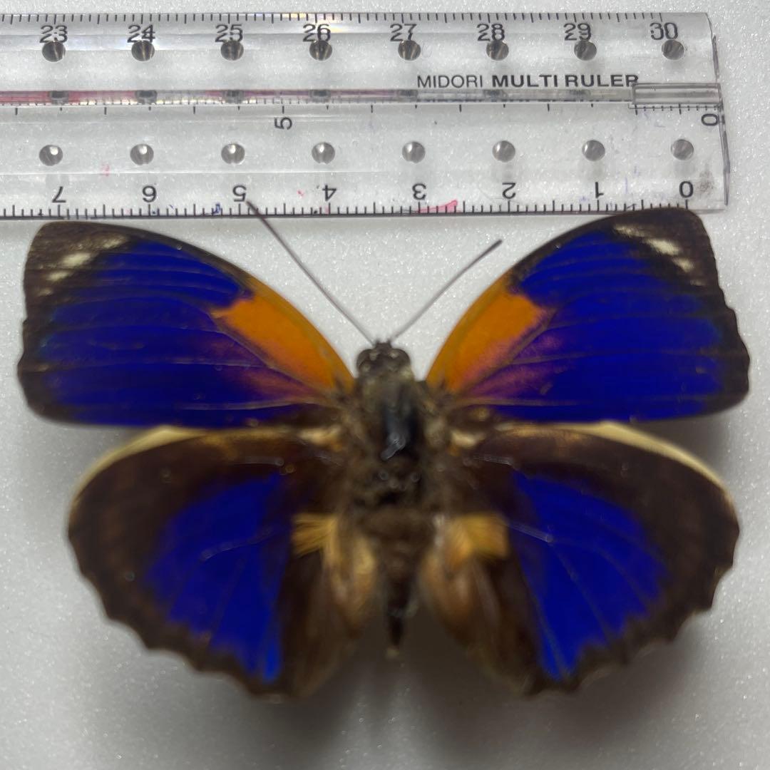 agrias phalcidon fournierae標本