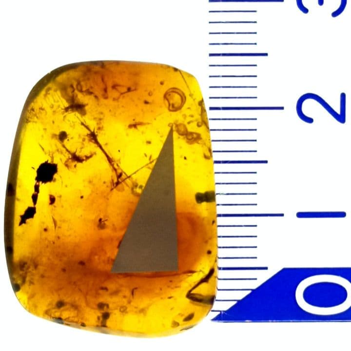 虫入り琥珀　可動水泡大1　化石　ミャンマー　カムティかタナイ産　9900万年前