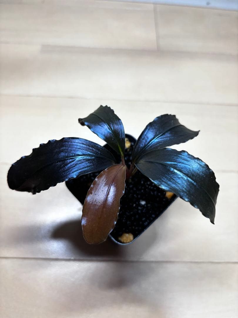 ブセファランドラ spエレガントパープル