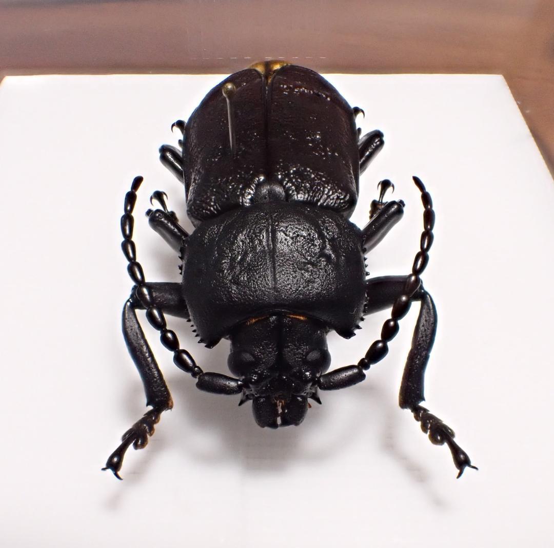 超希少　P.N.G　ベニゲセニオオチャイロウスバカミキリ　標本