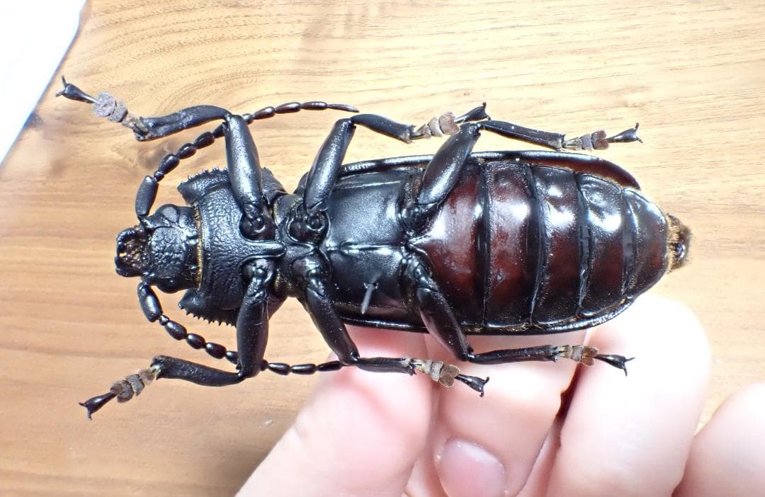 超希少　P.N.G　ベニゲセニオオチャイロウスバカミキリ　標本