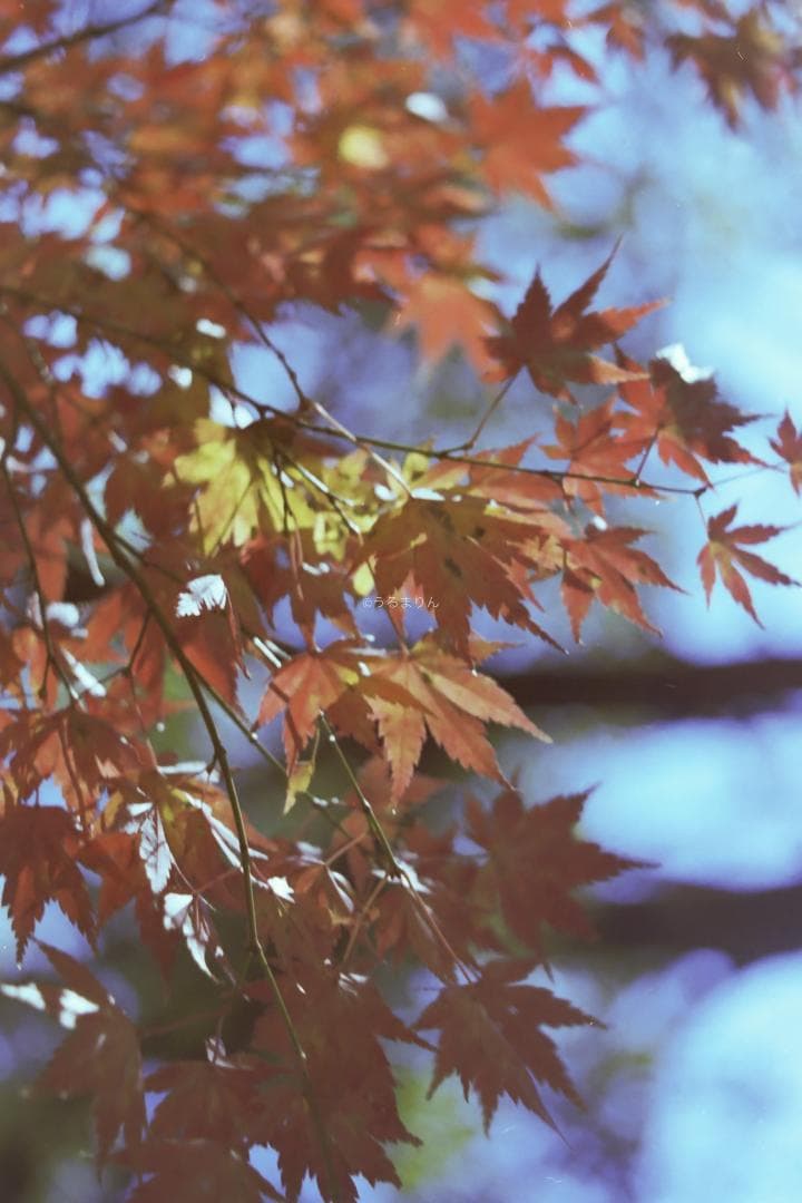 kotatsu様　最もシンプルなM型ライカ！Leica M1 フィルムカメラ