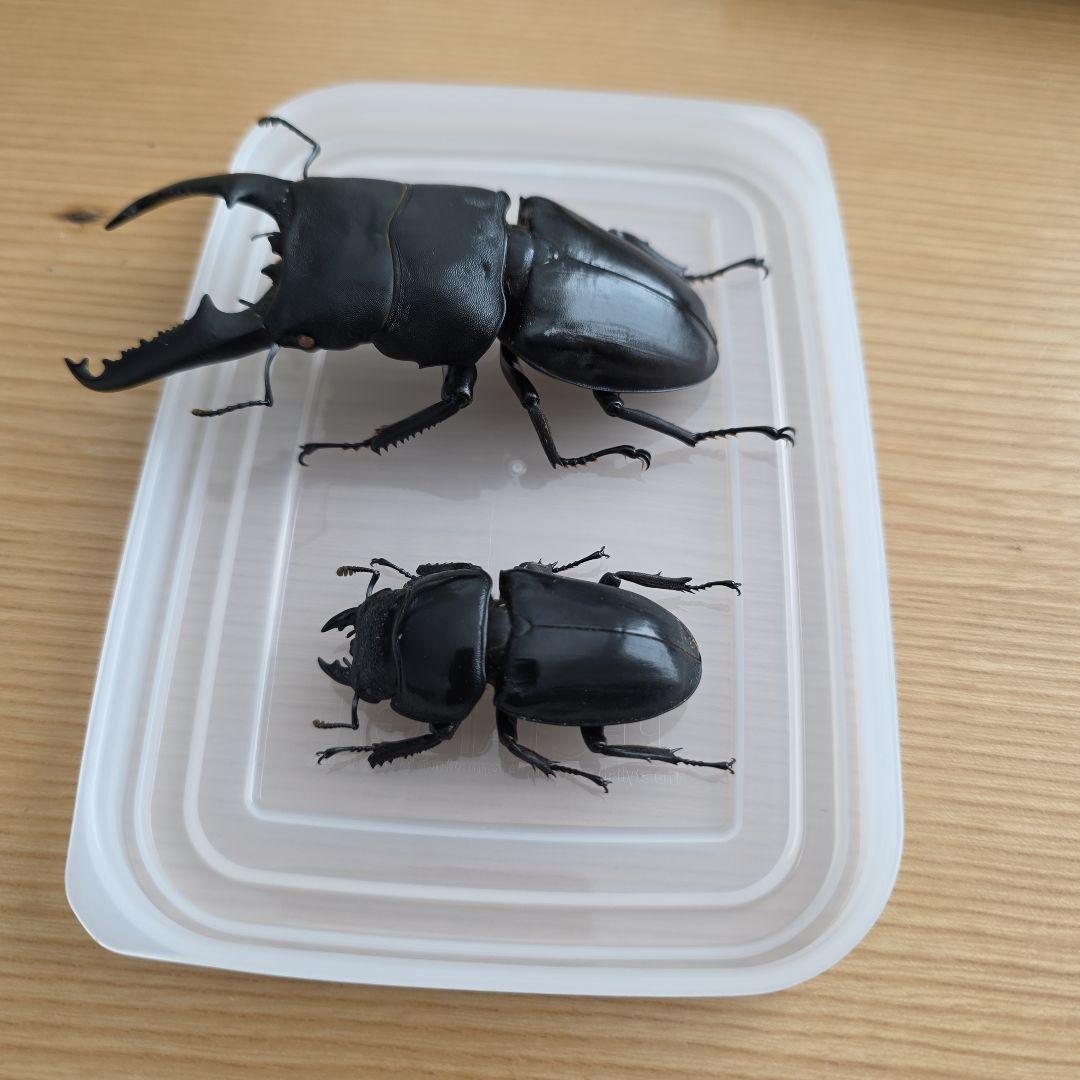 パラワンオオヒラタペア 標本 97mm・51mm