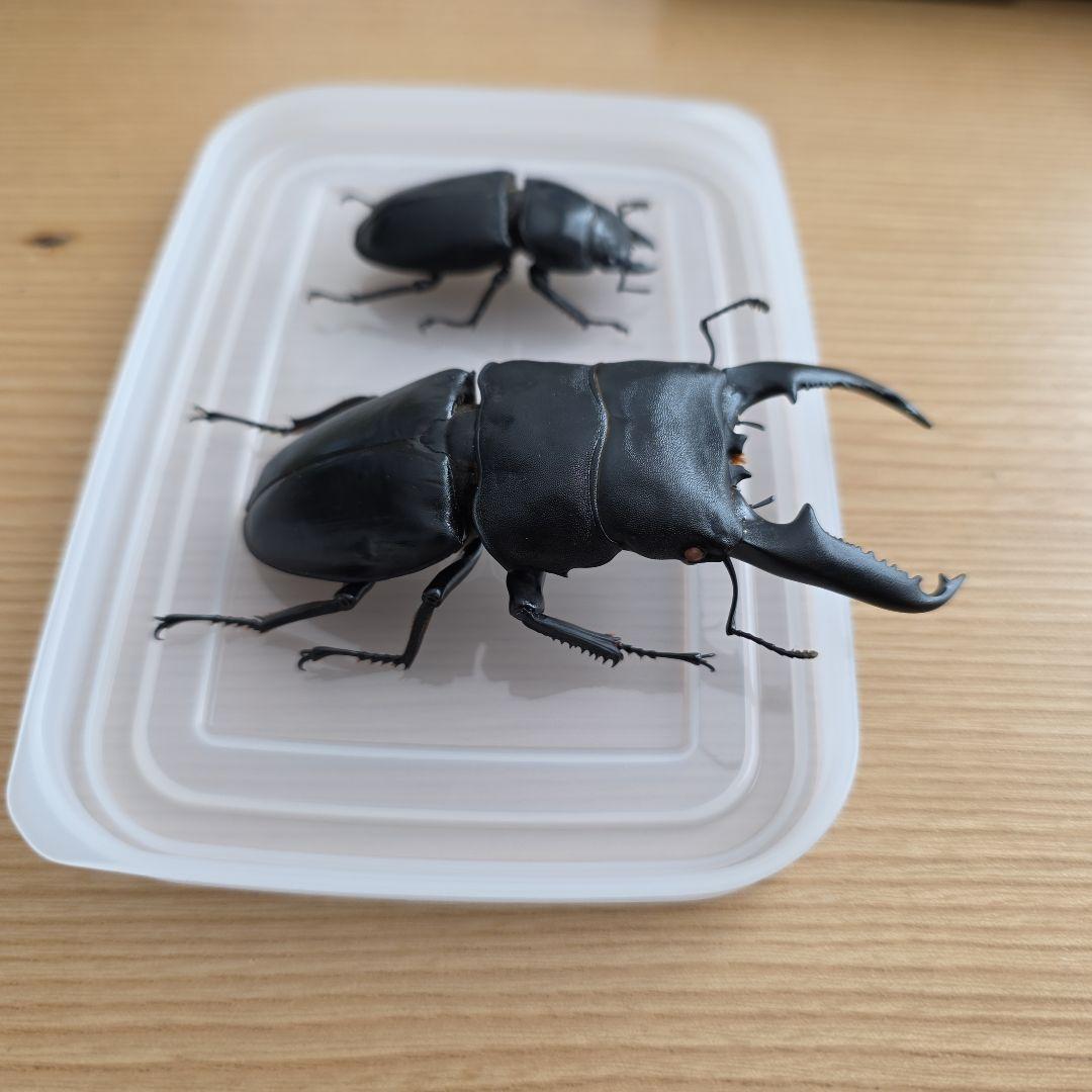 パラワンオオヒラタペア 標本 97mm・51mm