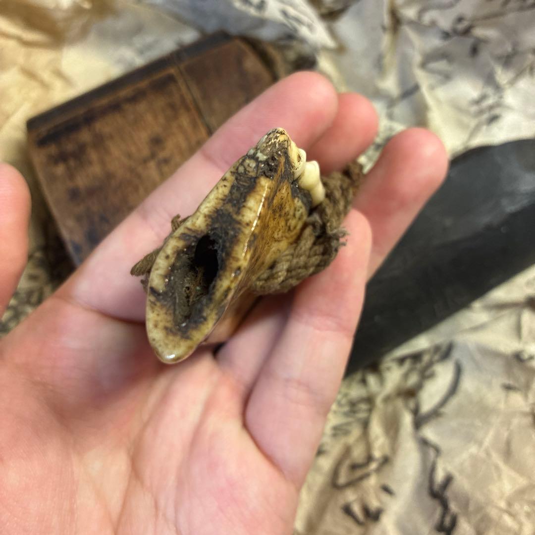 獣牙　根付　呪物　ニホンオオカミ　熊　煙管　煙草