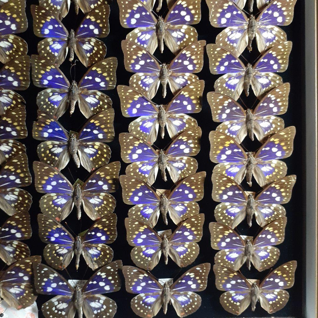 蝶標本　オオムラサキ　♂️♀60頭。大型ドイツ標本箱二箱入りセット