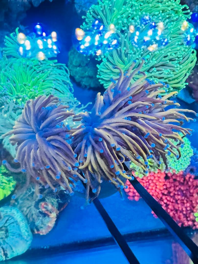 ゴールドトーチコラール　1ヘッド