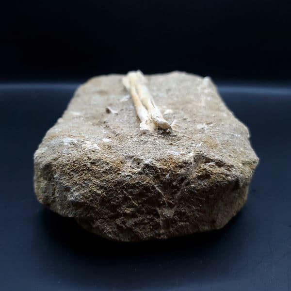 希少 アルシオーネ 骨 化石 本物 モロッコ産 188.43mm yk4