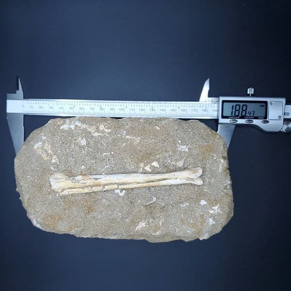 希少 アルシオーネ 骨 化石 本物 モロッコ産 188.43mm yk4