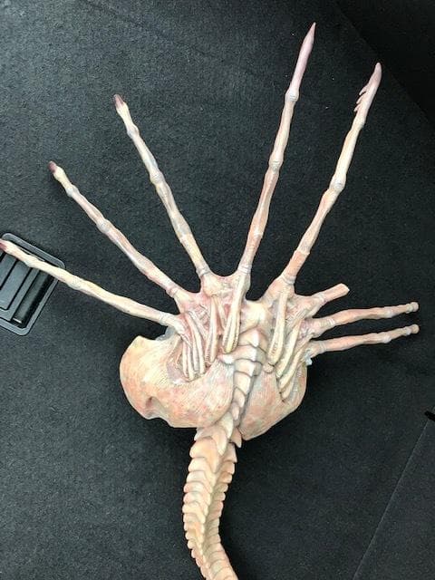 レア！クイーンフェイスハガー　1/1 組立塗装済み完成品　破損有り