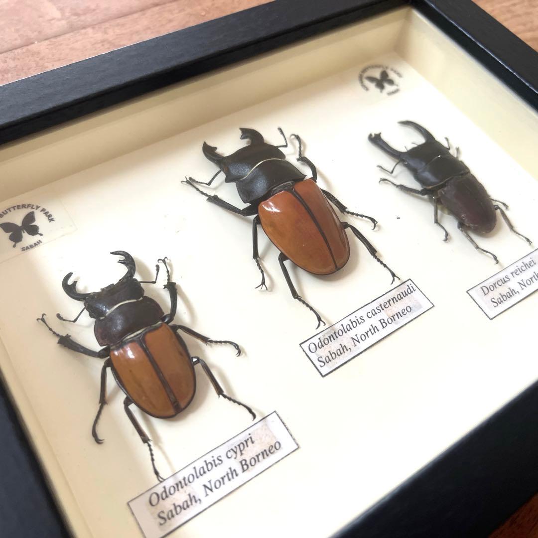 フレーム入り　 ボルネオ島クワガタムシ　標本