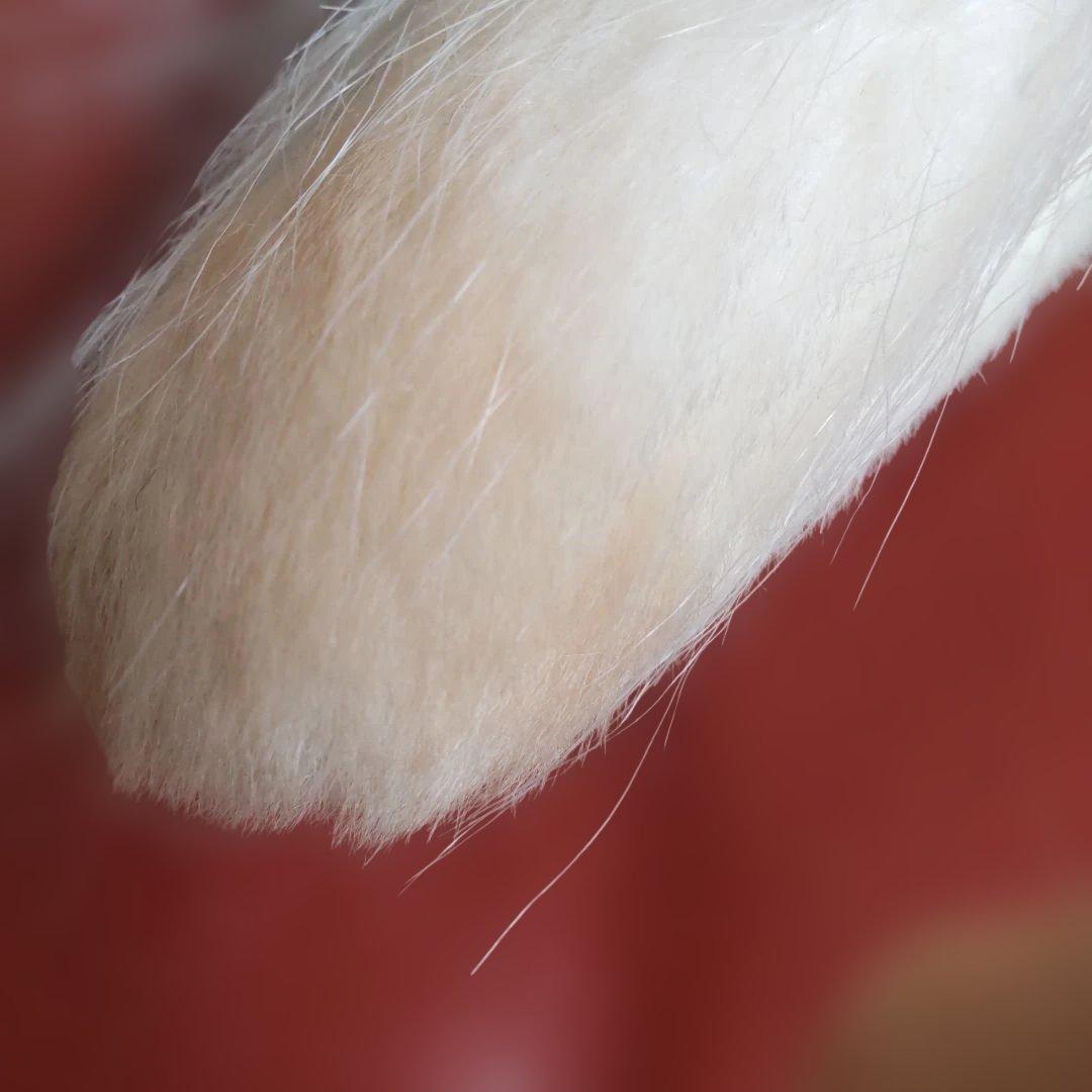 三英　ペルシャ猫　グレイスフル　長毛　日本製アクリル使用　70センチくらい　廃番