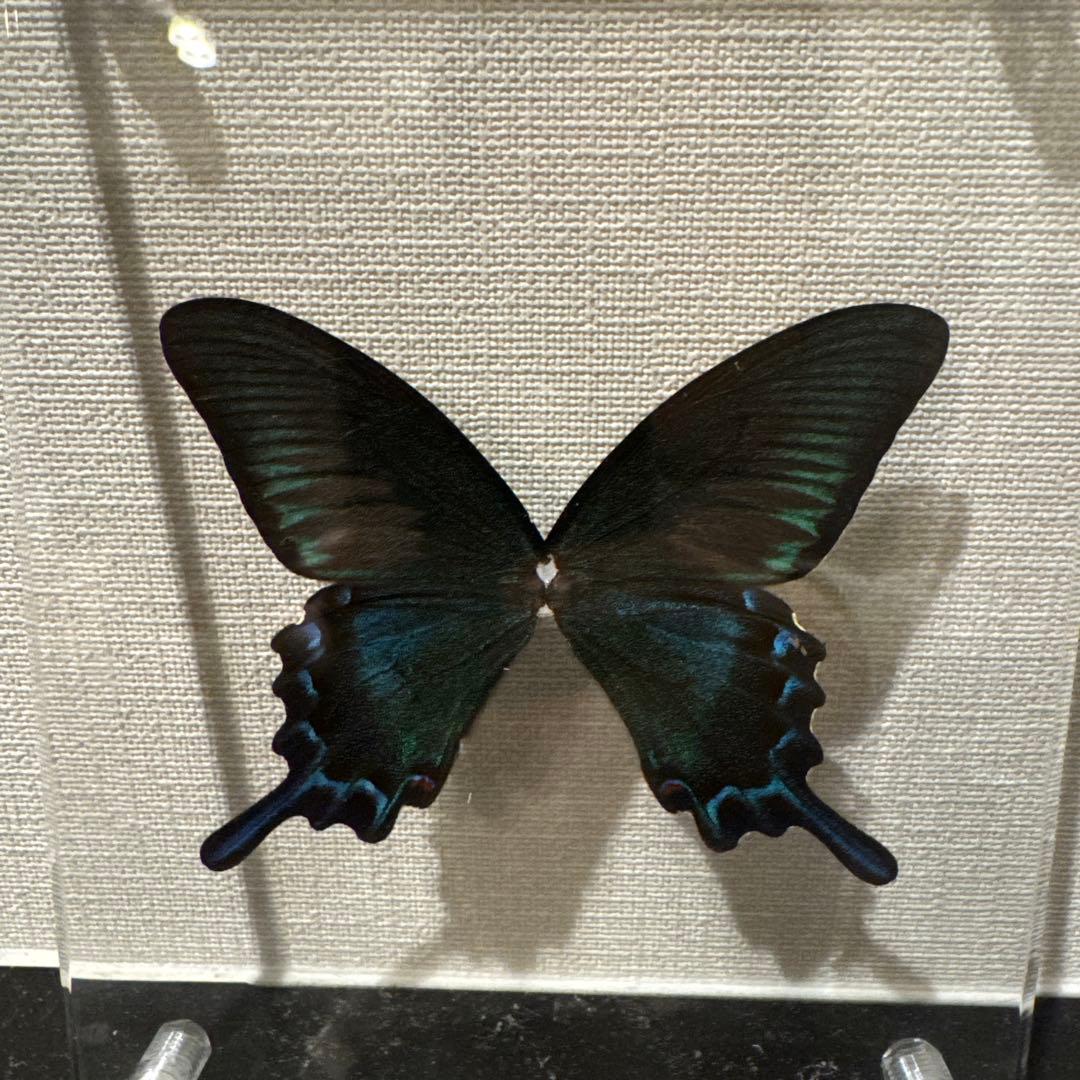 蝶の標本14匹セット