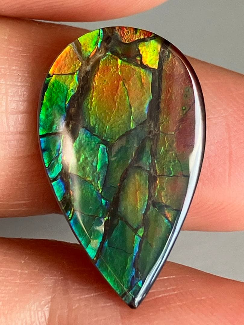 アンモライトルース　化石　原石　幅2.2cm 美品