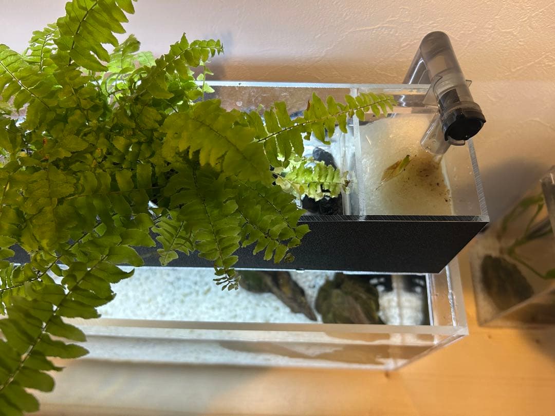【格安】アクリル製ベタポニックス水槽