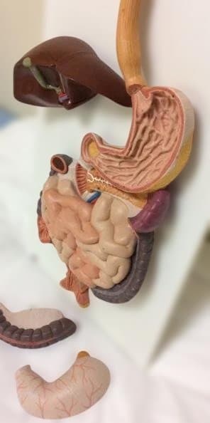 人体模型 消化器系 3分解モデル　3B Smart Anatomy