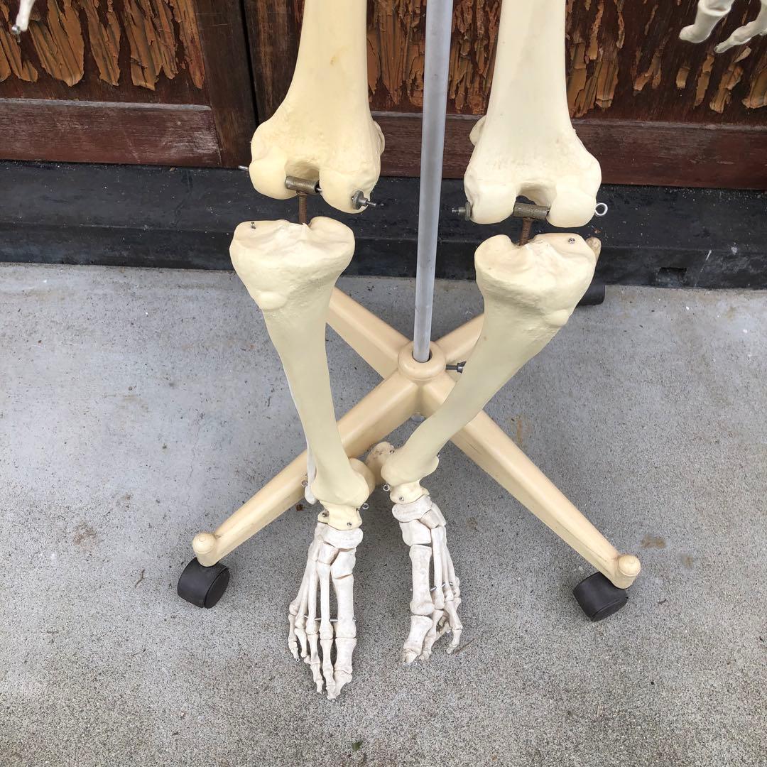 3B 人体模型 等身大 ドイツ 3B Scientific社 全身骨格模型