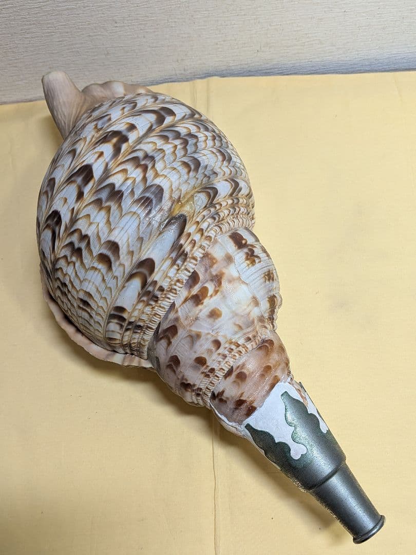 法螺貝　ホラ貝　山伏必需品