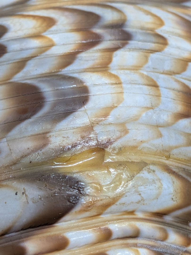 法螺貝　ホラ貝　山伏必需品