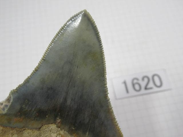 化石 サメの歯　メガロドン　インドネシア　6.5cm　No.1620