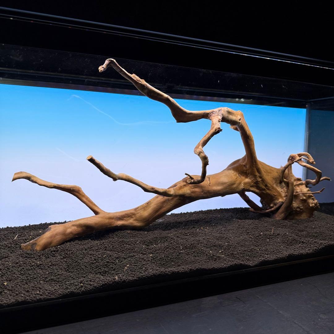 MDW-6921 特大ブランチウッド　流木　枝流木　アクアリウム