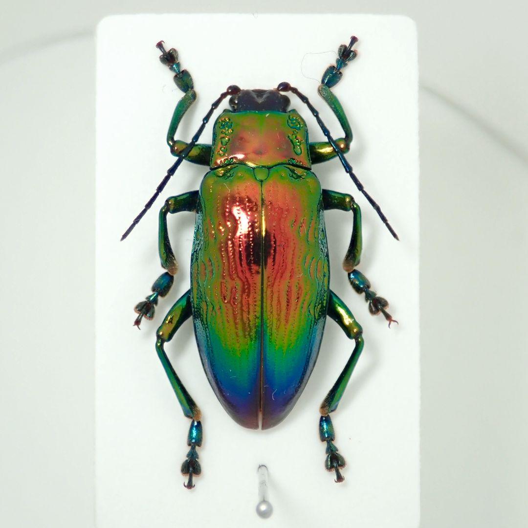 コエポン　2点セット