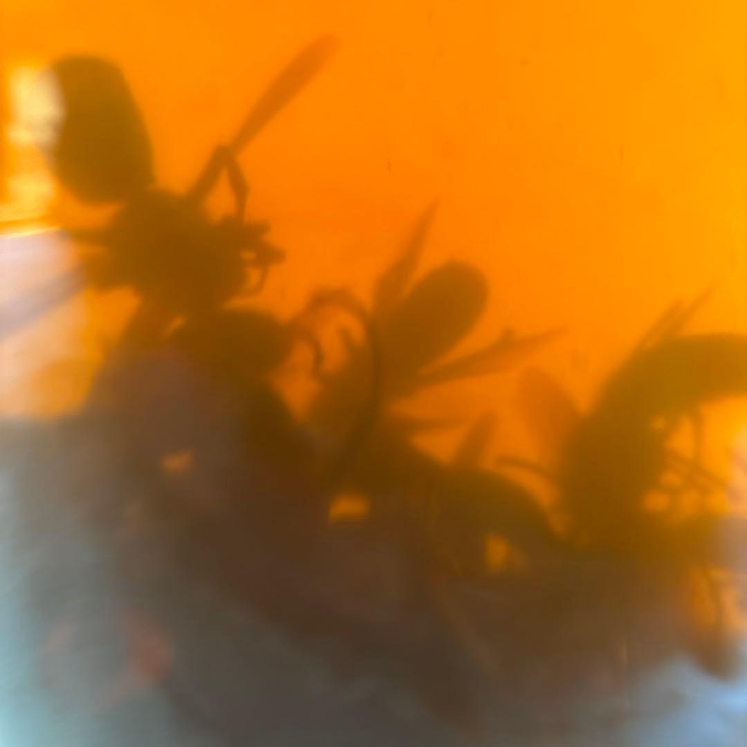 スズメバチの焼酎漬け　大瓶