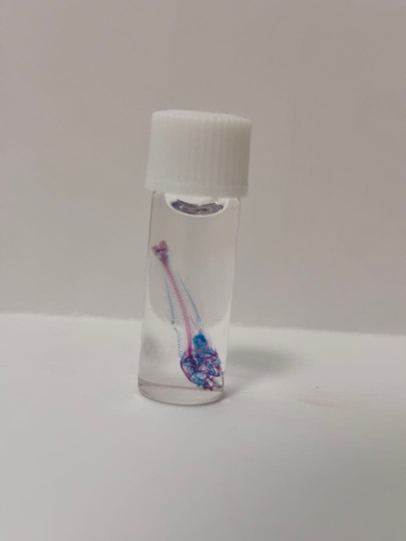 透明標本 ウズラ・シラス・アナハゼ