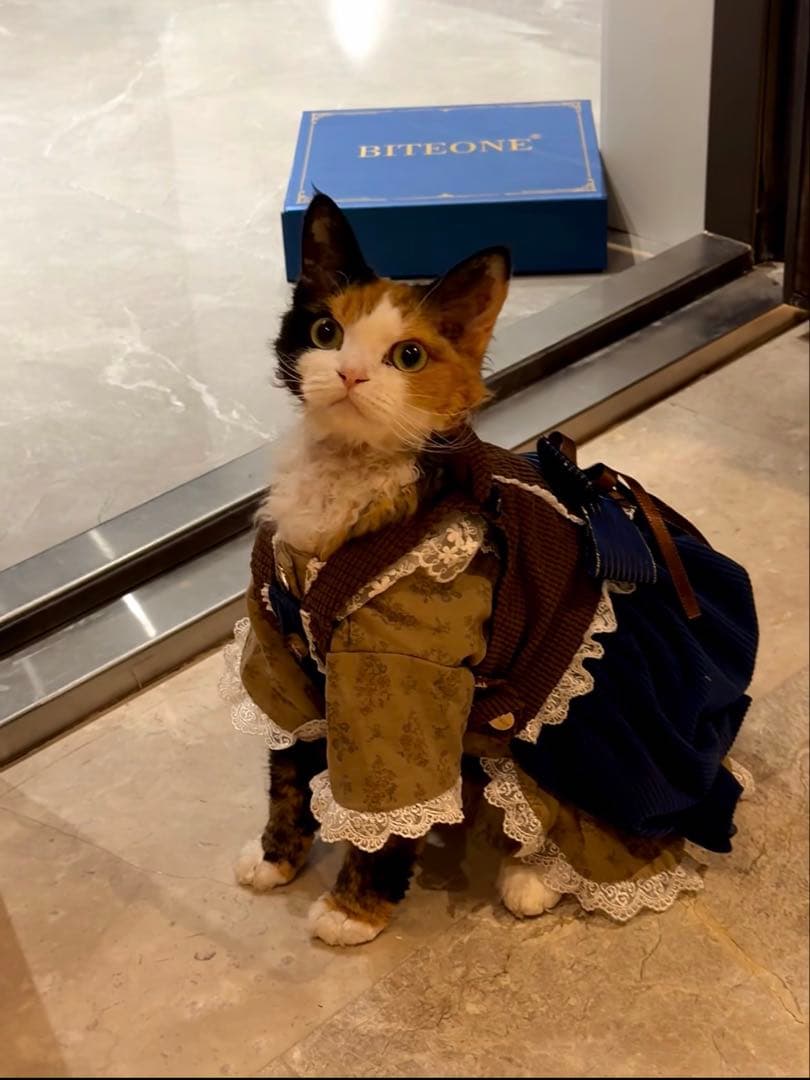 BITEONE 猫服 ドレススタイル 青茶色　綿100%