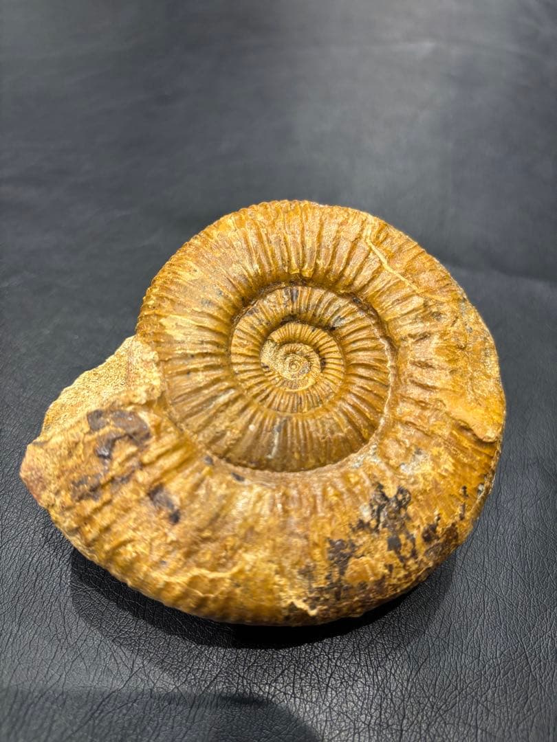 化石　アンモナイト　パーキンソニア