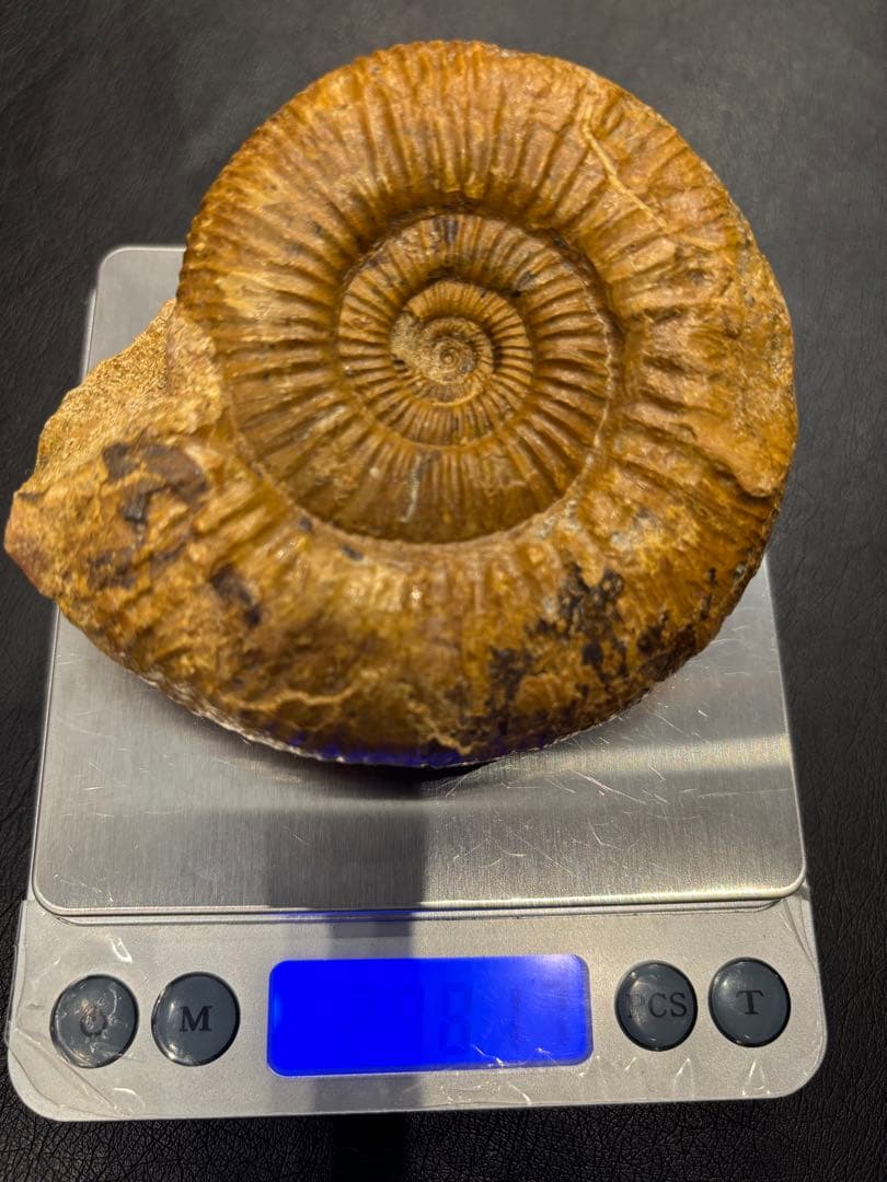 化石　アンモナイト　パーキンソニア