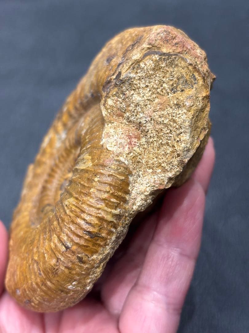 化石　アンモナイト　パーキンソニア