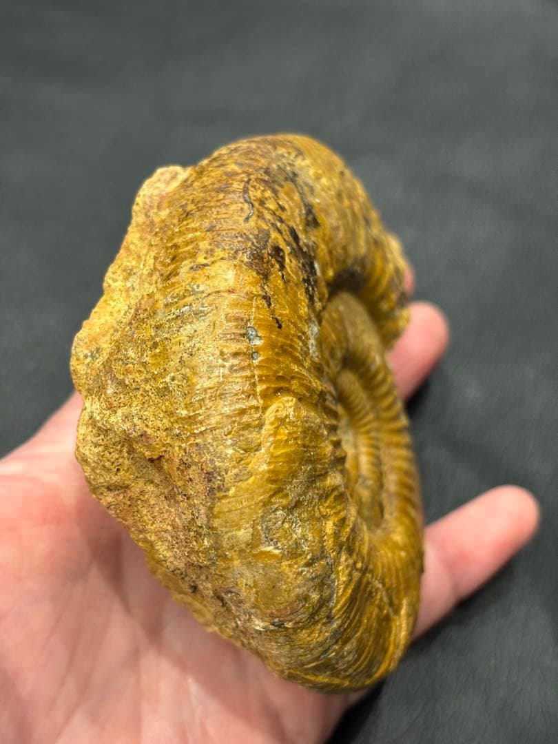 化石　アンモナイト　パーキンソニア